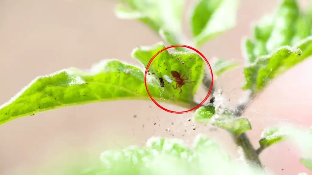 Goodbye red spider mites from plants and windowsills: this ingredient ...